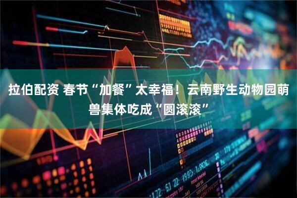 拉伯配资 春节“加餐”太幸福！云南野生动物园萌兽集体吃成“圆滚滚”
